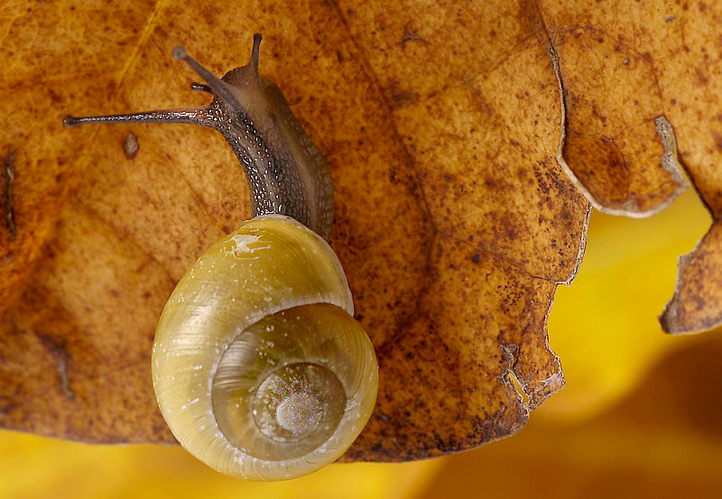 Schnecke Tiere_DDC5155 Kopie.jpg